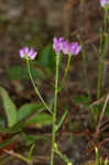 Curtiss' milkwort